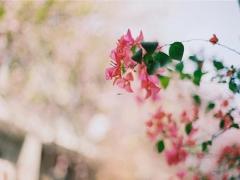 十二星座里面谁排第一