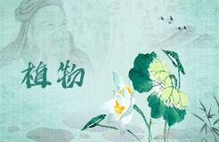 洋葱